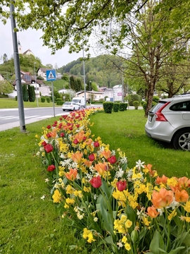 Cvetoči tulipani in narcise